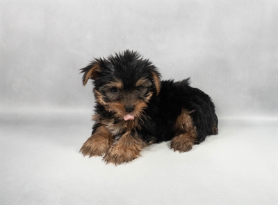 [#M12478] Black and Tan M Yorkshire Terrier Puppies for Sale