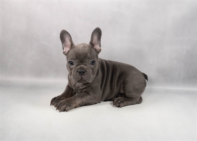 [#M12511] Blue F French Bulldog Puppies for Sale