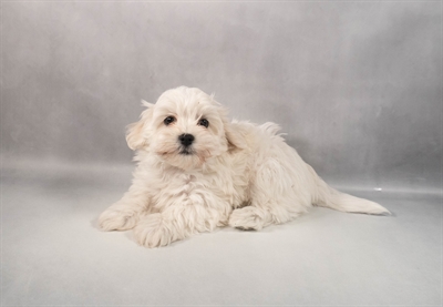 [#M12545] White F Coton De Tulear Puppies for Sale