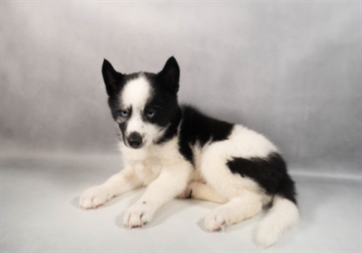 [#M12719] Black and White M Pomski Puppies for Sale