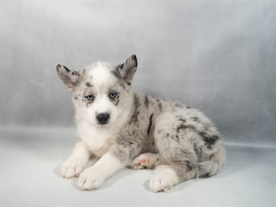 [#M12720] Blue Merle and White F Pomski Puppies for Sale