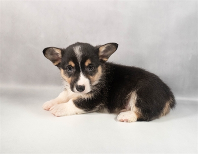 [#M12726] Black and Tan M Pembroke Welsh Corgi Puppies for Sale