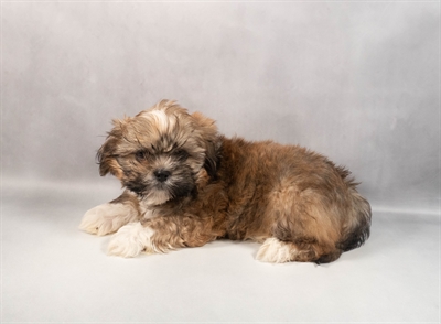 [#M12815] Golden M Lhasa Apso Puppies for Sale