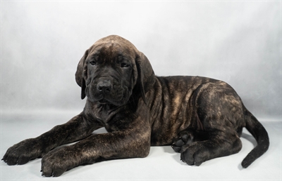 [#M12845] Brindle F English Mastiff Puppies for Sale