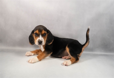 [#M12956] Black White and Tan M Beagle Puppies for Sale