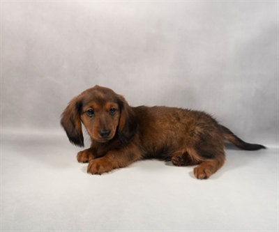[#M13070] Wild boar M Dachshund Puppies for Sale