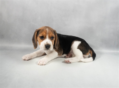 [#M13254] Black Tan and White F Beagle Puppies for Sale