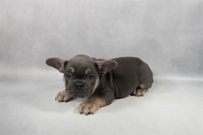 [#M13701] Blue and Tan M French Bulldog Puppies for Sale