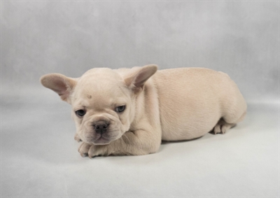 [#M13705] Lilac M French Bulldog Puppies for Sale