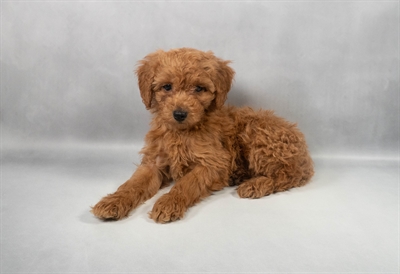 [#M14649] Red F Mini Goldendoodle F1B Puppies for Sale