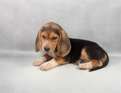 [#M14820] Black White and Tan M Beagle Puppies for Sale