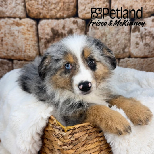 [#M13934] Blue Merle White and Tan M Australian Shepherd Puppies for Sale