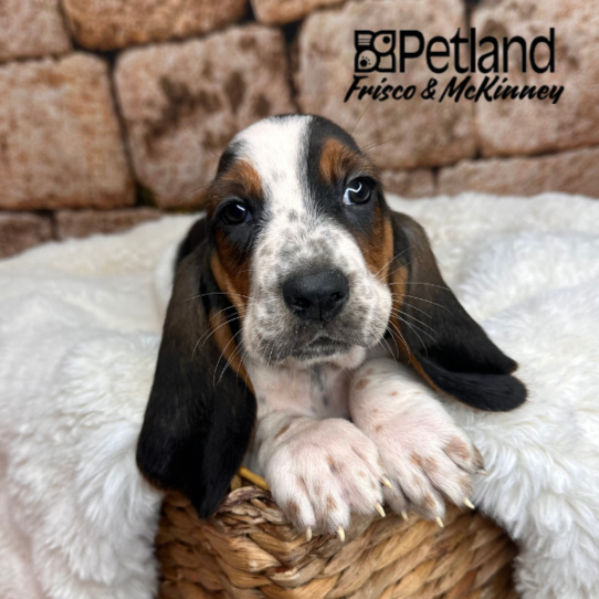 [#M14236] Black White and Tan F Basset Hound Puppies for Sale