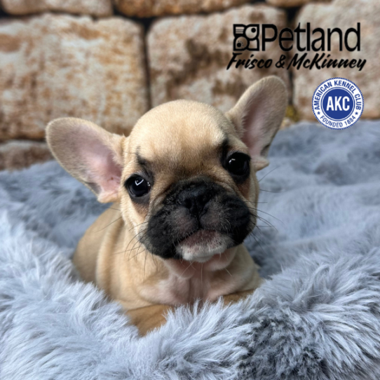 [#M14792] Fawn F French Bulldog Puppies for Sale