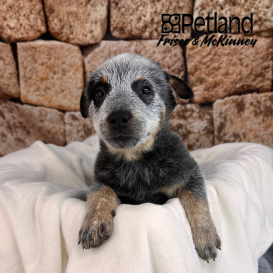 [#M12672] Blue Mottled M Australian Cattle Dog Puppies for Sale