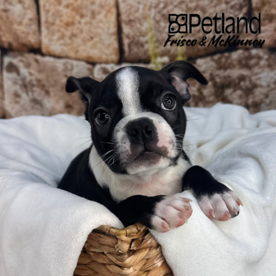 [#M12706] Black and White M Boston Terrier Puppies for Sale