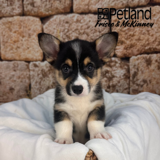 [#M12726] Black and Tan M Pembroke Welsh Corgi Puppies for Sale