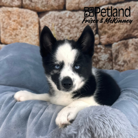 [#M12719] Black and White M Pomski Puppies for Sale