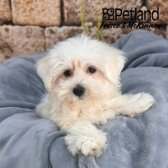[#M12366] White M Maltese Puppies for Sale