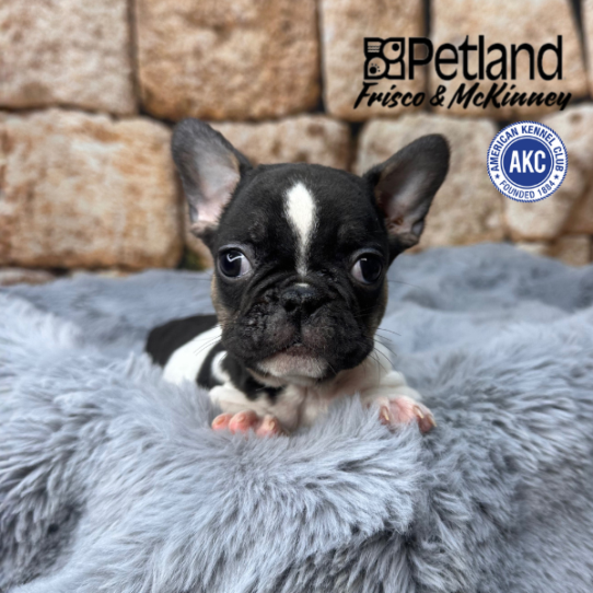 [#M13902] Black and Tan F French Bulldog Puppies for Sale