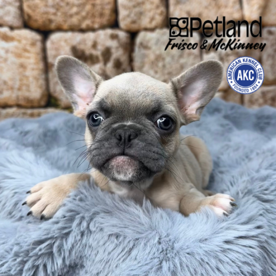 [#M14794] Blue Fawn M French Bulldog Puppies for Sale