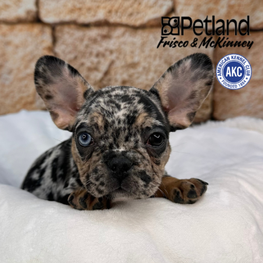 [#25147-05] Blue Merle / Tan F French Bulldog Puppies for Sale