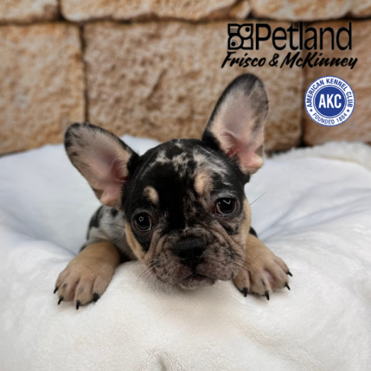 [#25147-06] Blue Merle / Tan F French Bulldog Puppies for Sale