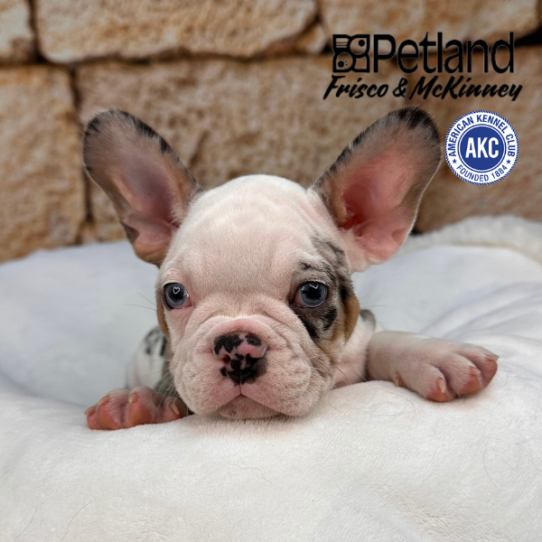 [#25147-03] Blue Merle / White M French Bulldog Puppies for Sale