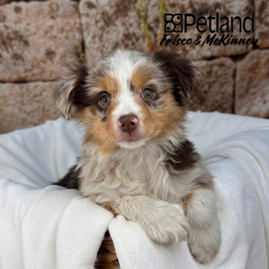 [#25780-01] Merle F Miniature Australian Shepherd Puppies for Sale