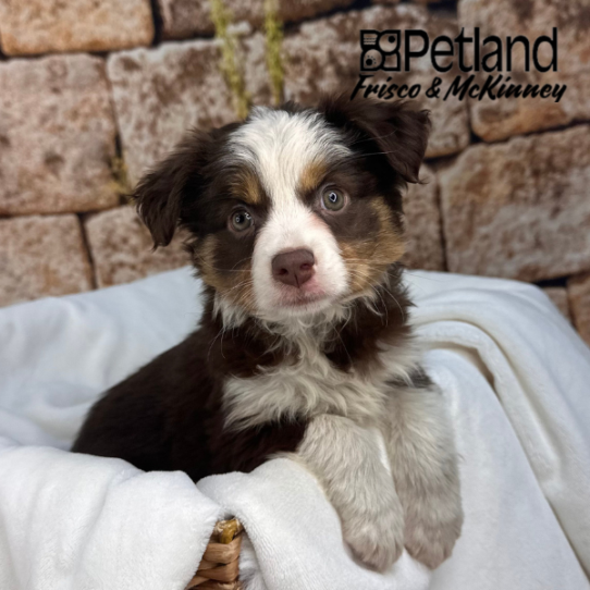 [#25780-03] Chocolate / Tan F Miniature Australian Shepherd Puppies for Sale