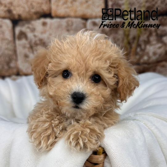 [#25150-02] Apricot M Bichapoo Puppies for Sale