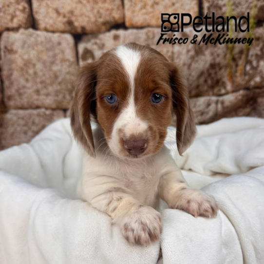 [#25765-01] White / Red M Dachshund Puppies for Sale