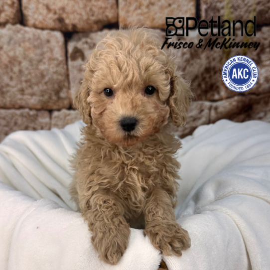 [#25763-04] Apricot F Poodle Puppies for Sale