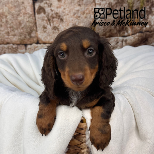 [#25789-01] Chocolate / Tan M Dachshund Puppies for Sale