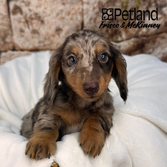 [#25789-02] Chocolate Roan M Dachshund Puppies for Sale