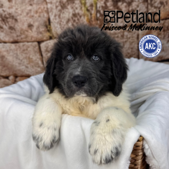 [#2512-05] White / Gray M Newfoundland Puppies for Sale