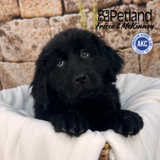 [#2512-09] Black F Newfoundland Puppies for Sale