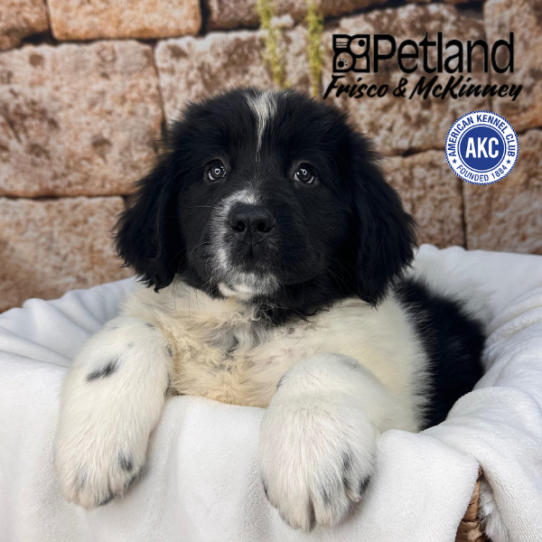 [#2512-12] White / Black F Newfoundland Puppies for Sale