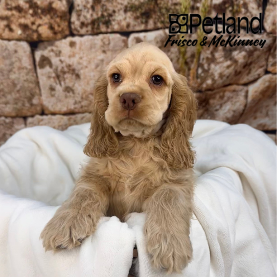 [#M13126] Buff M Cocker Spaniel Puppies for Sale