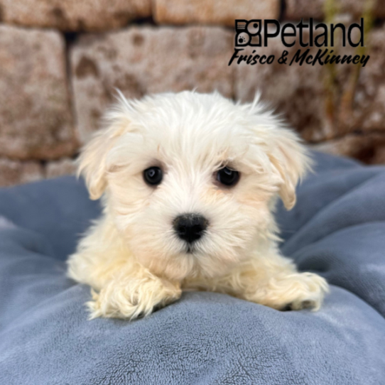 [#M13000] White M Maltese Puppies for Sale