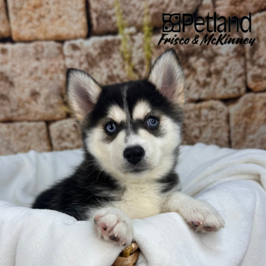 [#M13215] Black and White F Pomski Puppies for Sale