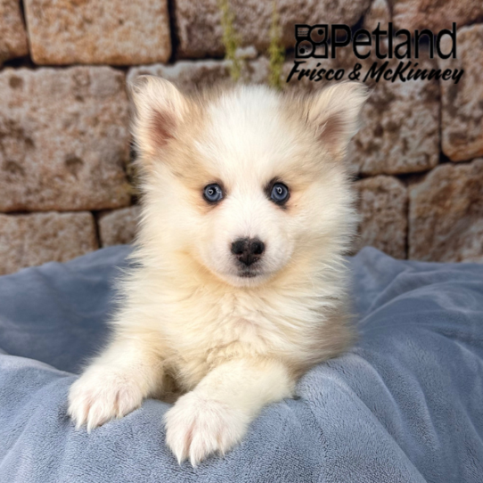 [#M13210] Apricot M Pomski Puppies for Sale