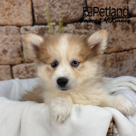 [#M13212] Apricot M Pomski Puppies for Sale