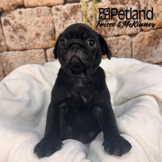 [#M13236] Black M Pug Puppies for Sale