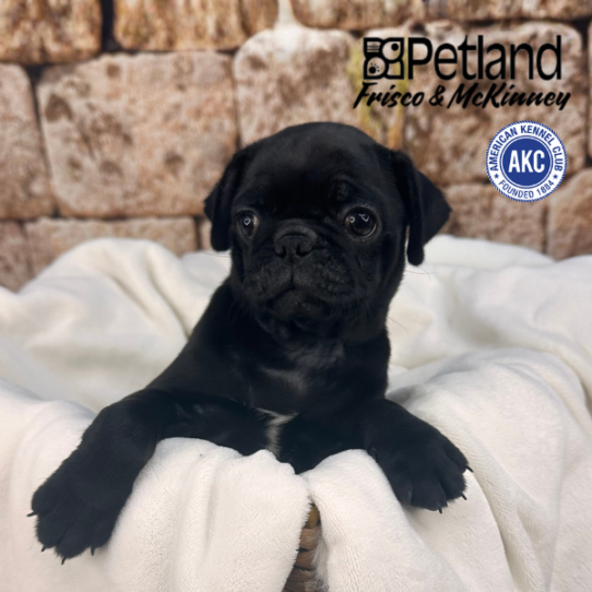 [#M13252] Black F Pug Puppies for Sale