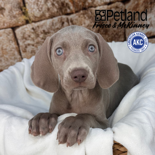 [#M13085] Silver Grey F Weimaraner Puppies for Sale