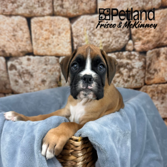 [#2546-02] Fawn M Boxer Puppies for Sale