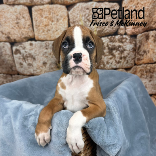 [#2546-04] Fawn F Boxer Puppies for Sale