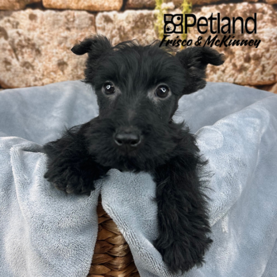[#M13384] Black M Scottish Terrier Puppies for Sale