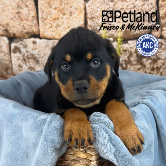 [#M13041] Black and Mahogany F Rottweiler Puppies for Sale